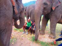 The Last Elephants in Thailand